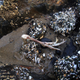Illustration for article titled Watching This Sea Anemone Eat A Bird Will Completely F@#k You Up